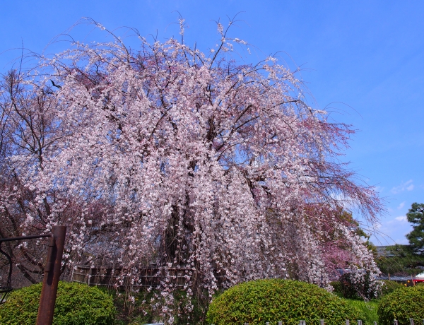 祇園しだれ桜♪