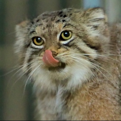 manul